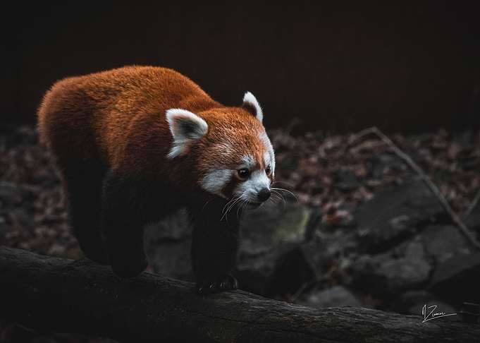 Panda roux