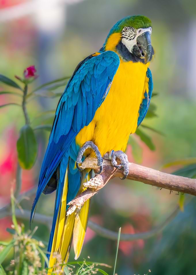 Amazing Macaw Posing