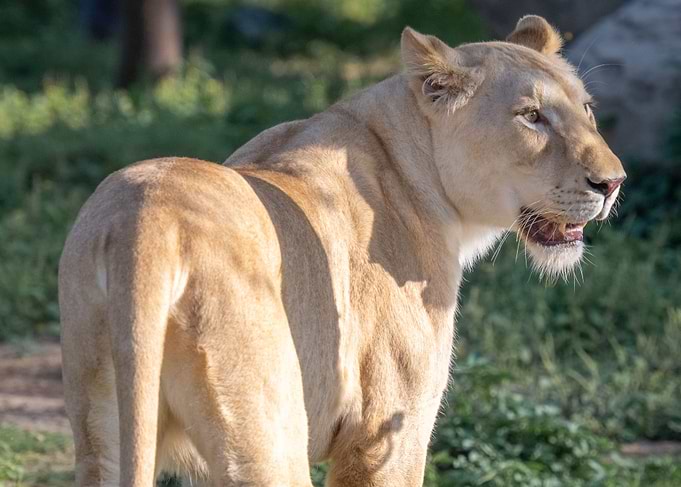 A Majestic Lioness