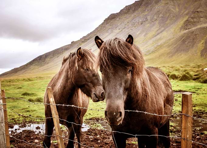 TWO HORSE