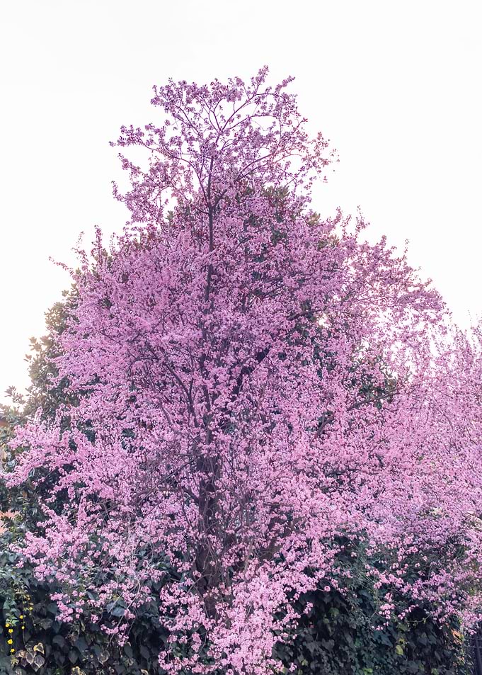 Pink almond tree blossoms
