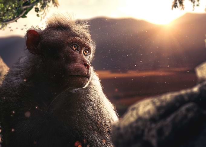 monkey in sunset savana