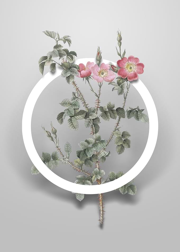 Prickly Sweetbriar Rose
