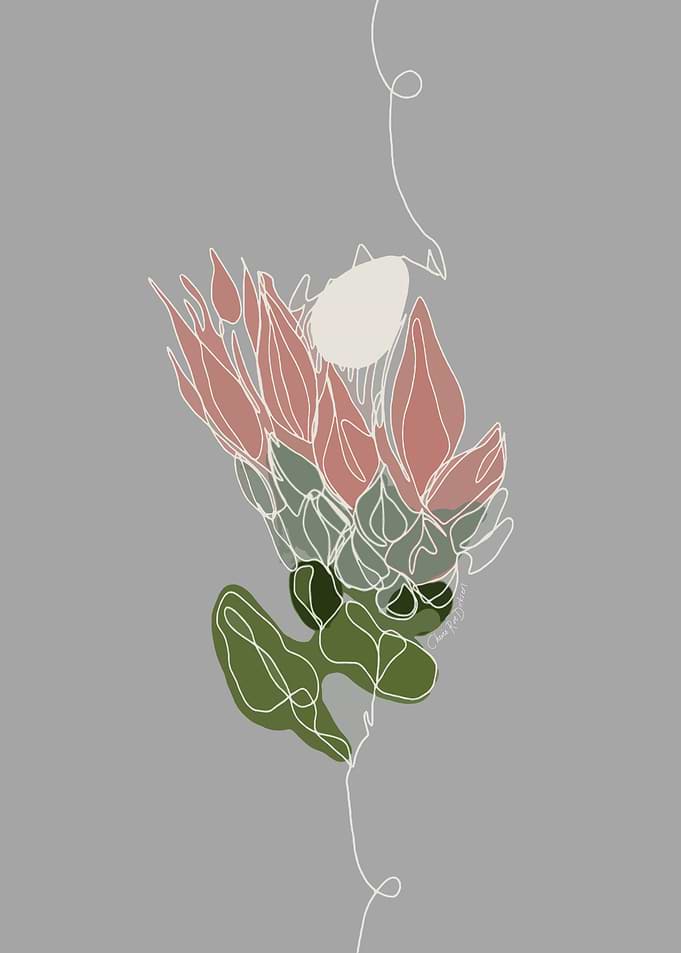 King Protea