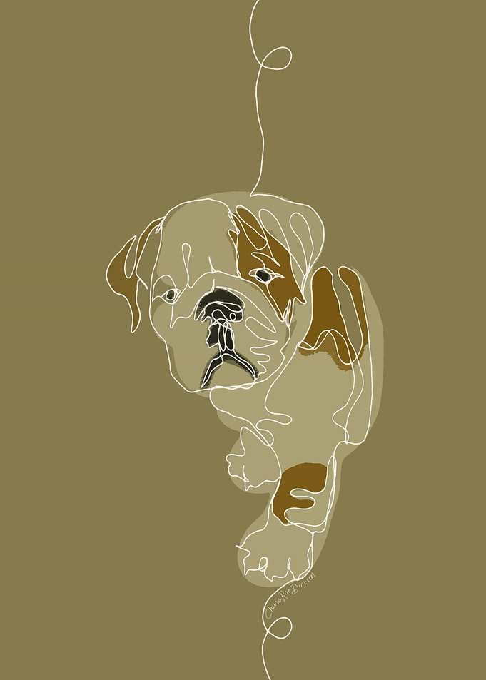 Curious Bulldog