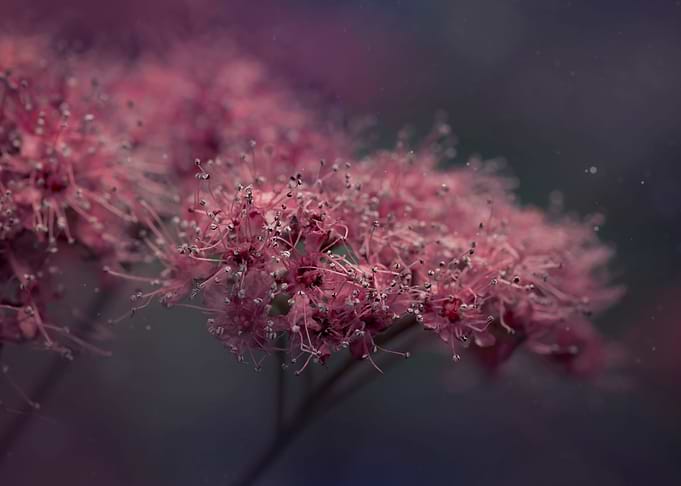 Pink flower