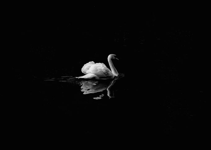 Black Swan