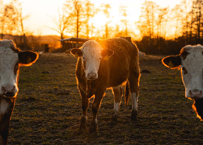 Cow