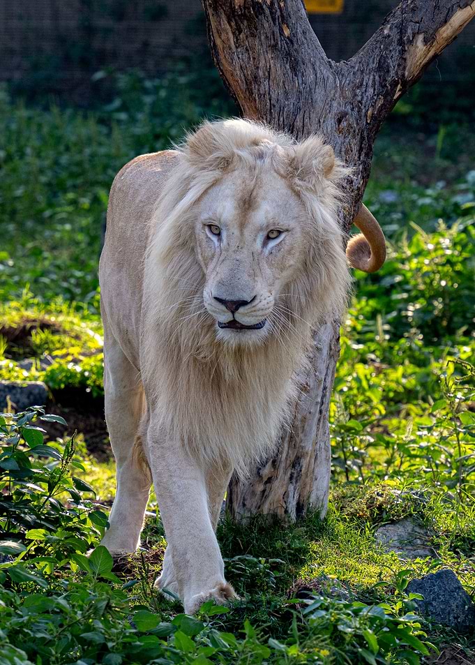 A Lions Majestic Stride