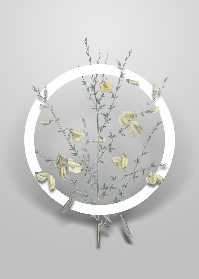 Yellow Broom Flowers Art