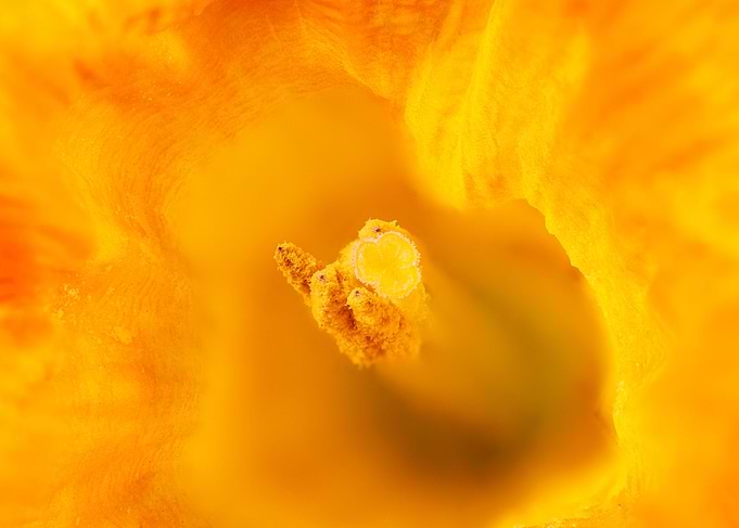 Narcissus flower