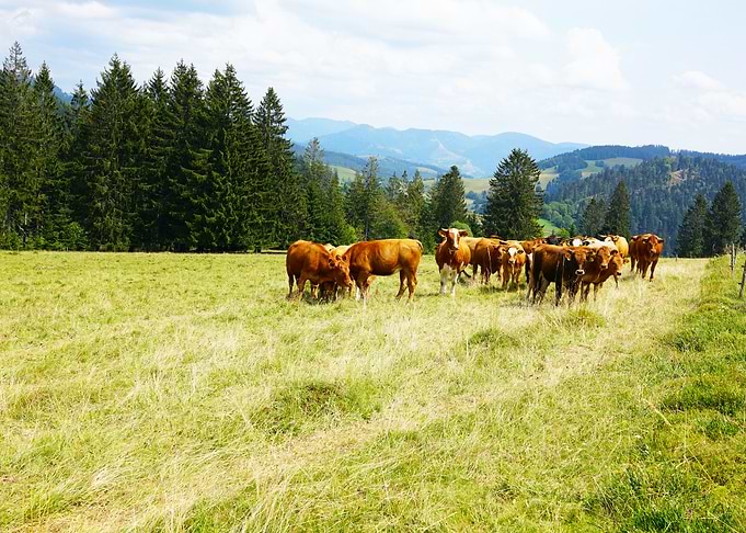 Cow