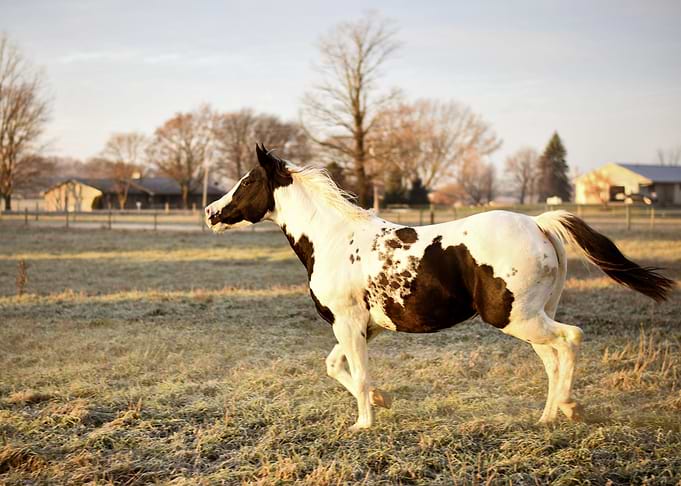 CUTE HORSE