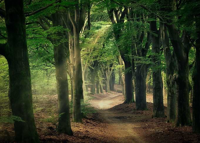 Magical forest