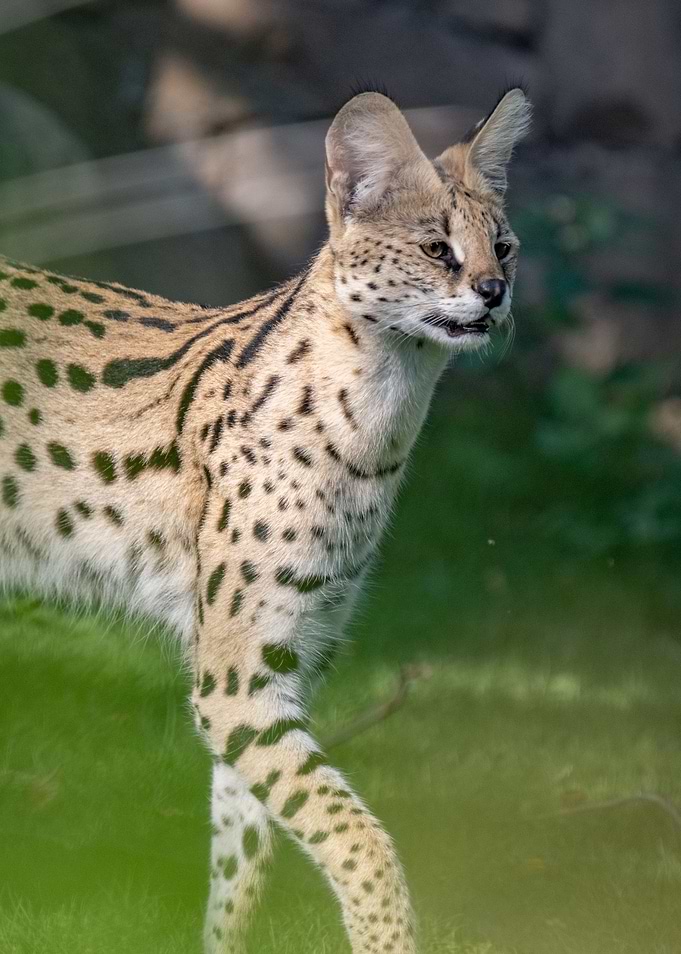 African Serval Cat