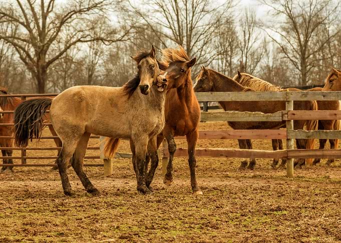 HORSE