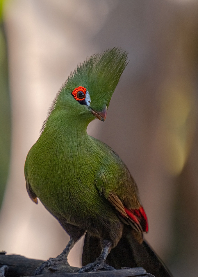 Knysna turaco Beauty
