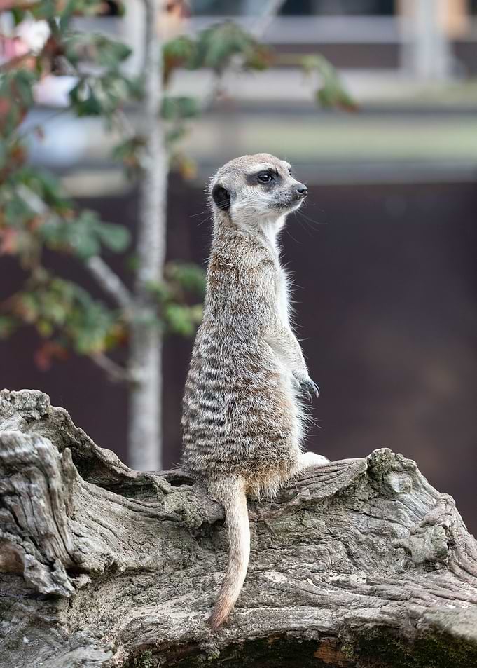 Meerkat
