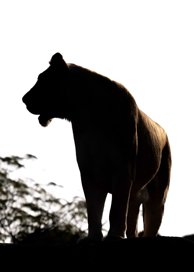 Lioness