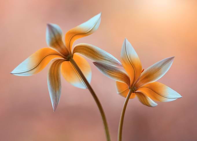 Tarda botanical tulips