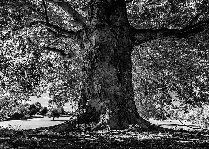 tree