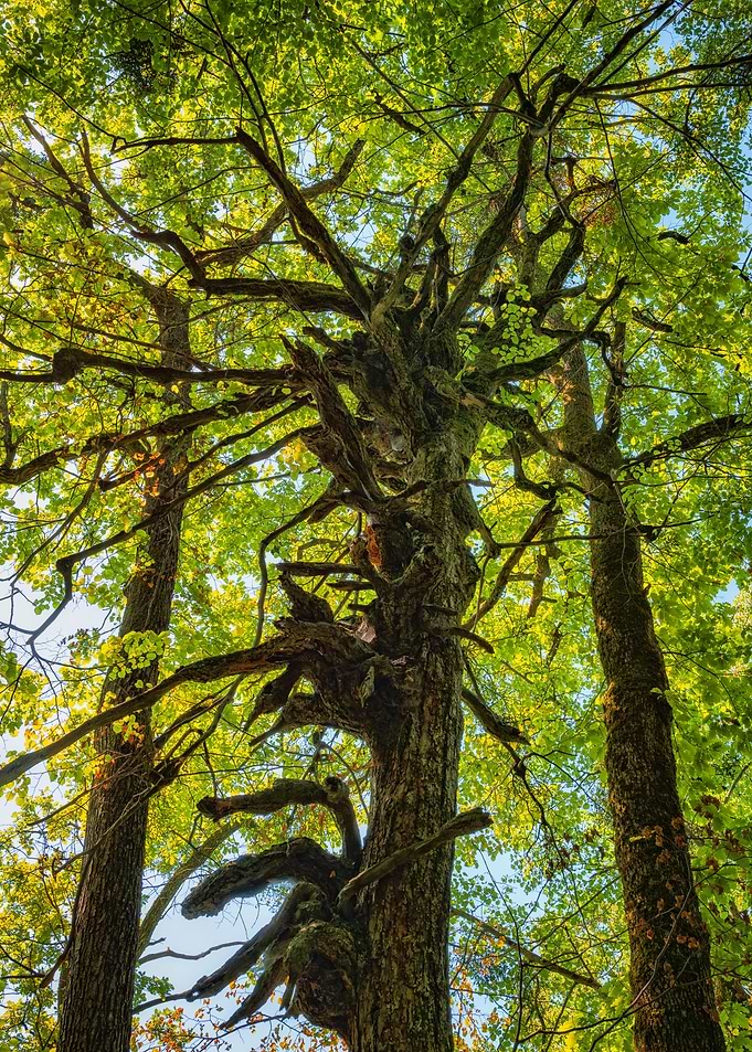 Haunted Tree