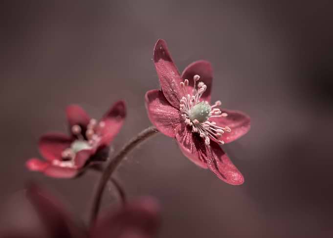 Pink Hepatica flower,macro
