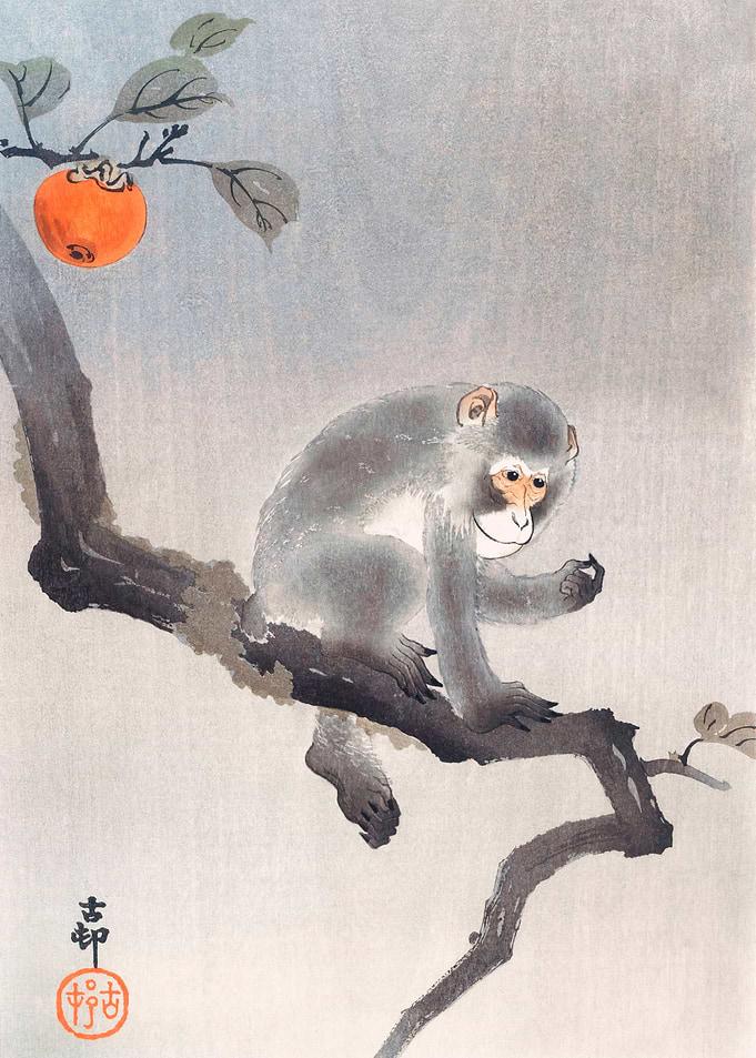 Monkey in cockatoo