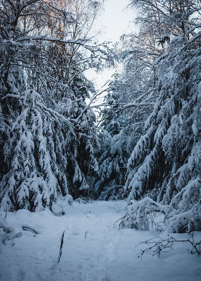 snowy clearing