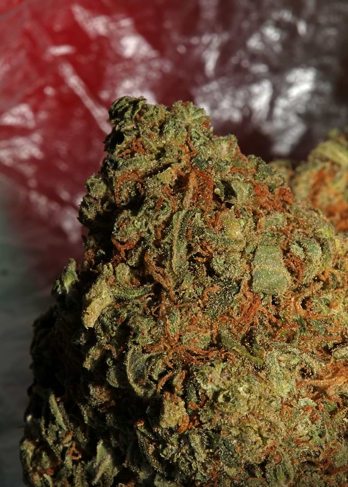 Medical marijuana close up