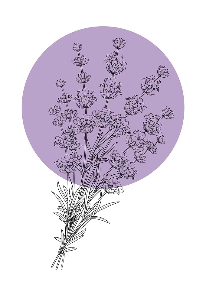 Lavender Line Art Flower