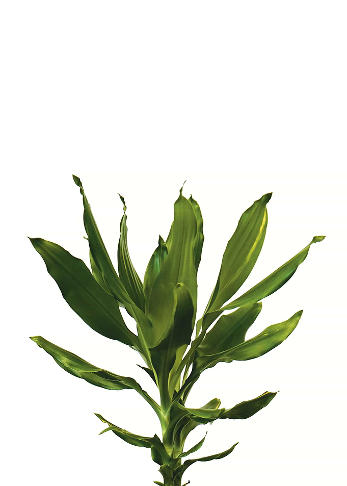 Green Botanicals