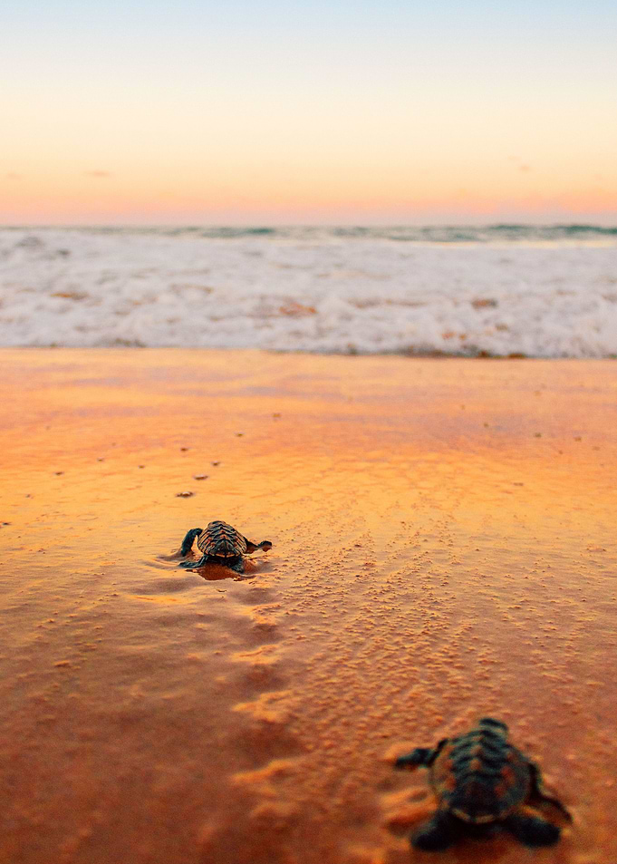 TURTLE
