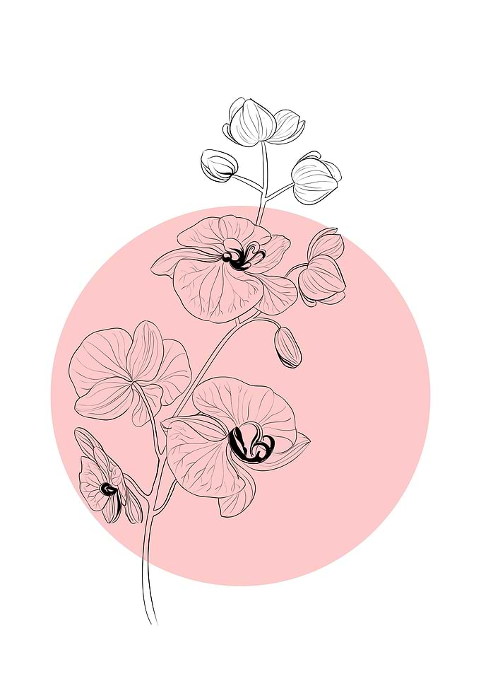 Orchid Line Art Flower