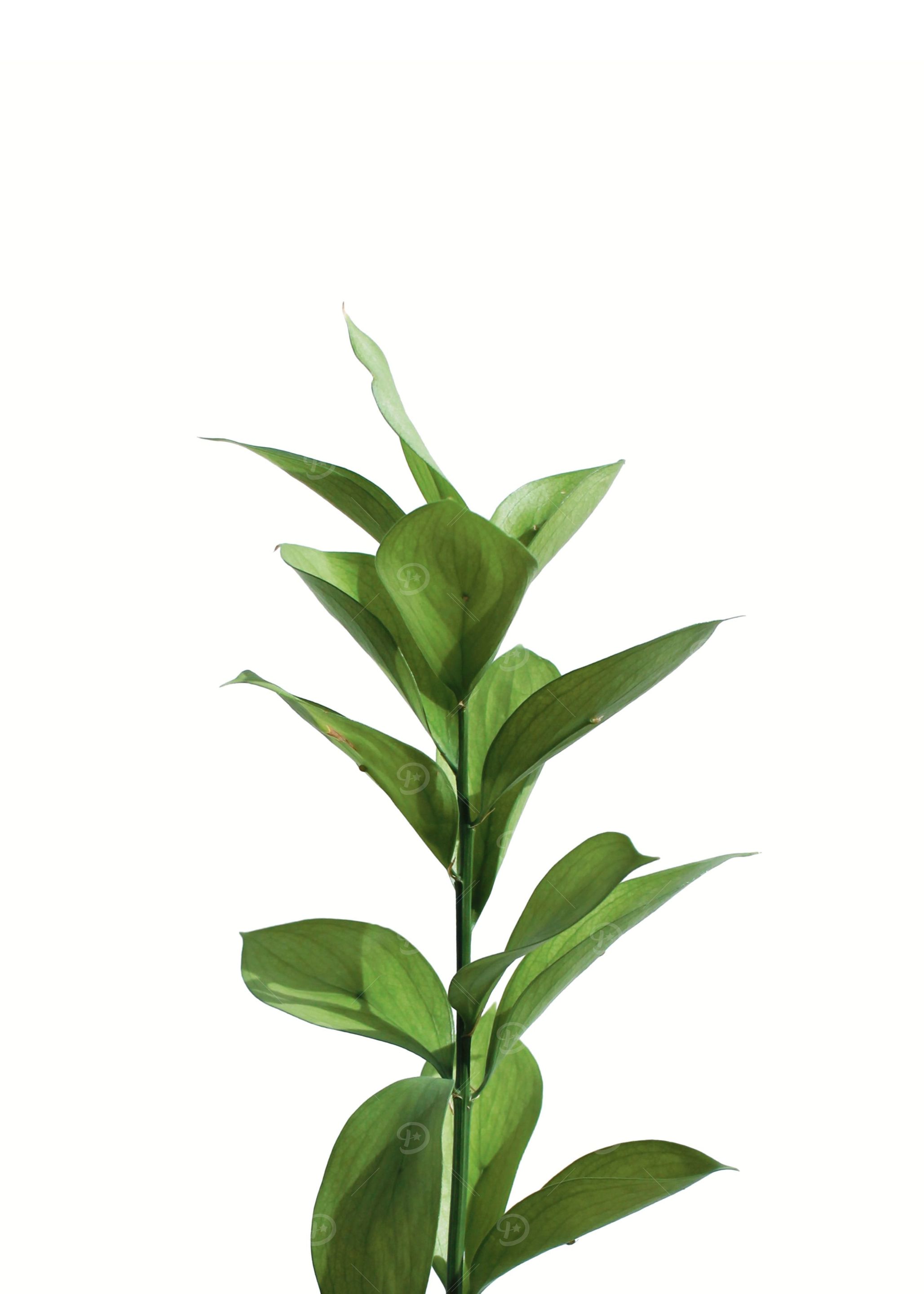 Rubber Plant