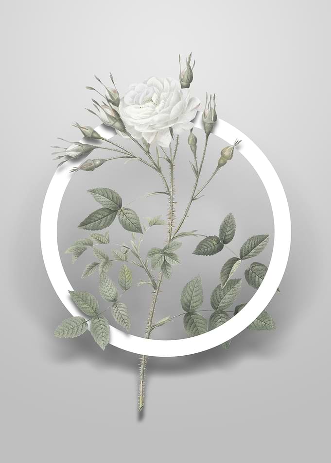 White Rose of Rosenberg