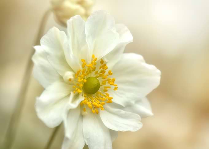 White flower