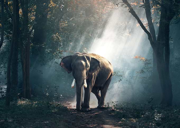 A Elephant in the Jungle