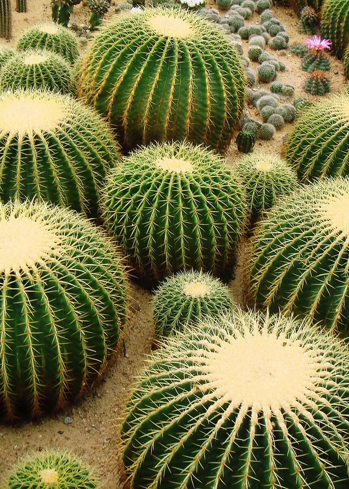 cactus field