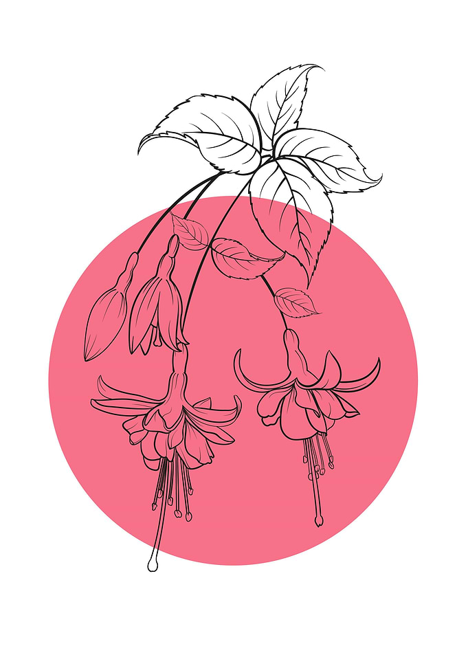 Fuchsia Line Art Flower