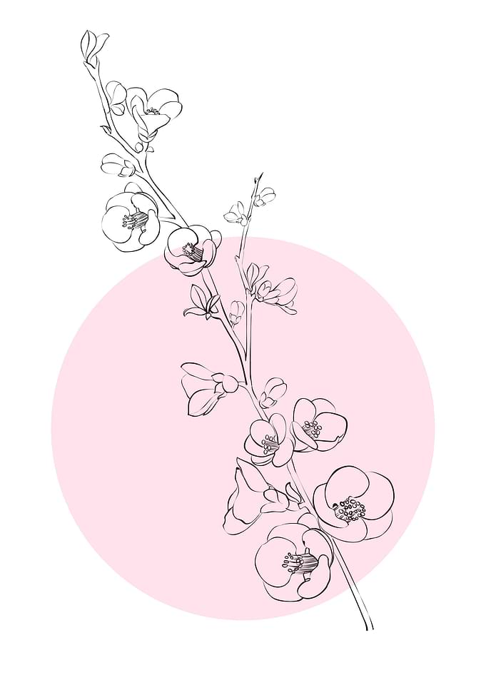 Sakura Line Art Flower