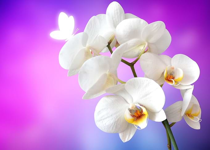 Orchid