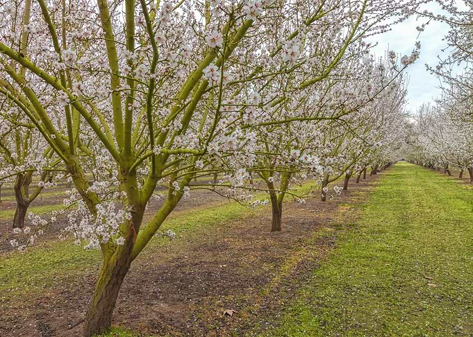 Spring Blossoms