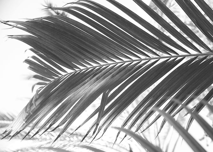 Sun Kissed Palm Leaf 2