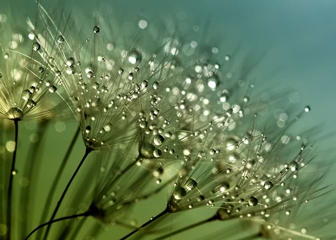 dandelion