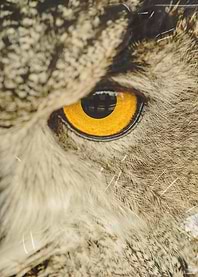 Owl Golden Eye