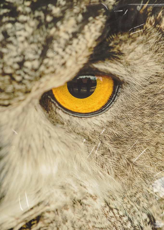 Owl Golden Eye