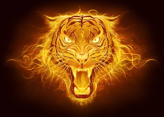 Tiger Anoimal Fire