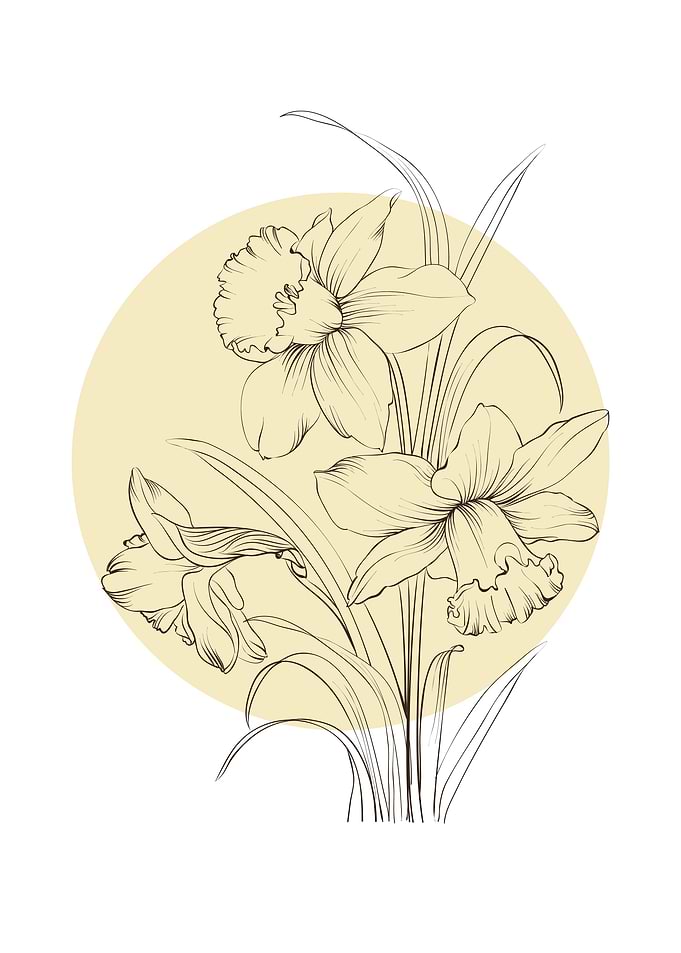 Narcissus Line Art Flower