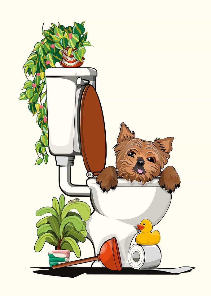 Yorkshire Terrier in Loo